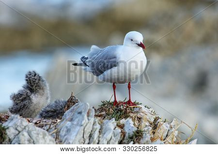 Red-billed Gull With Small Chick, Kaikoura Peninsula, South Island, New Zealand. This Bird Is Native