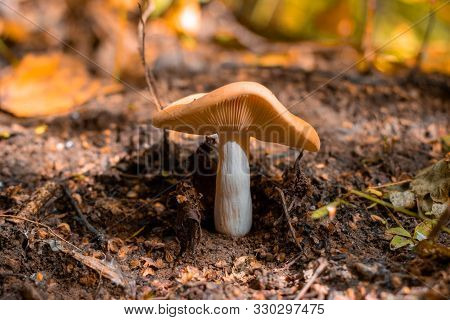 Mushrooms In The Autumn Forest Close-up. Macro Shooting.