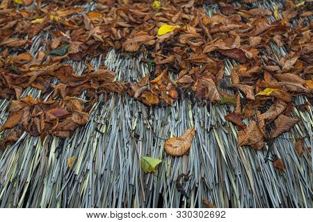 Fallen Leaves On An Old Thatche Roof. Fragment Bungalo In Carribean Jungle.  Travel Destinations