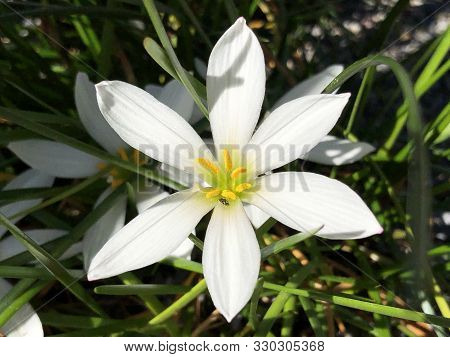 Autumn Zephyrlily (zephyranthes Candida), White Windflower, Peruvian Swamp Lily Or Weisse Zephirblum