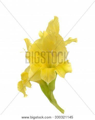Yellow Gladiolus Flower Isolated On White Background