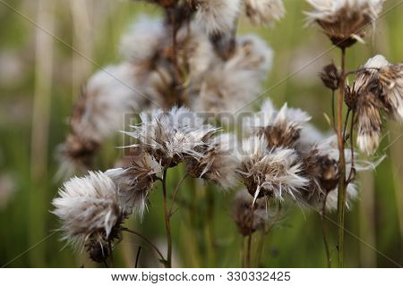 White Flowers That Have Lost The Spark Of Life Before The Early Fall