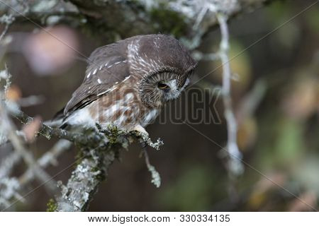 Northern Saw-whet Owl At Richmond Bc Canada