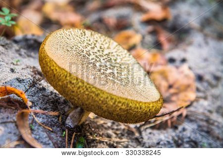 The Bovine Bolete (suillus Bovinus) Mushroom In A Forest