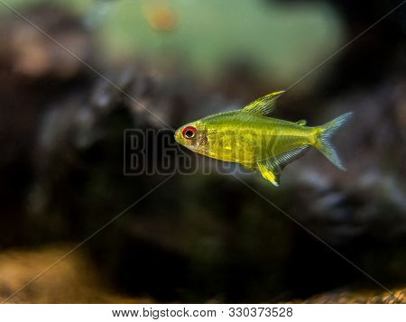 Lemon Tetra (hyphessobrycon Pulchripinnis ) In A Fish Tank