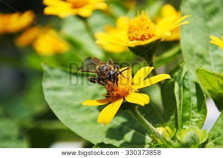 Symbiotic Flowers And Insects At Your Garden