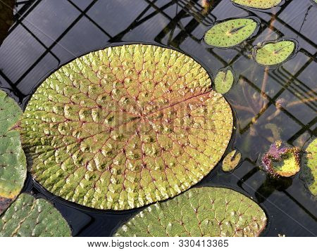 Prickly Waterlily (euryale Ferox), Fox Nut, Foxnut, Gorgon Nut, Makhana Or Die Stachelseerose