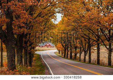 View Of Road With Oak Trees Alley At Autumn