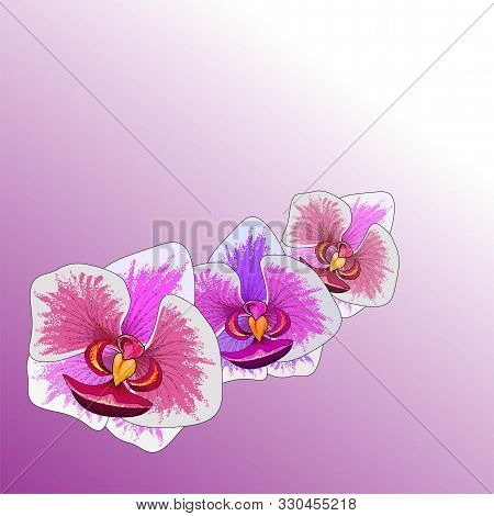 Orhids Pink Pattern. Jungle Illustration. Realistic Vector Drawing. Tropical Illustration. Colorful 