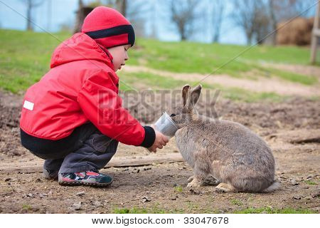 kleiner Junge feed ein Kaninchen