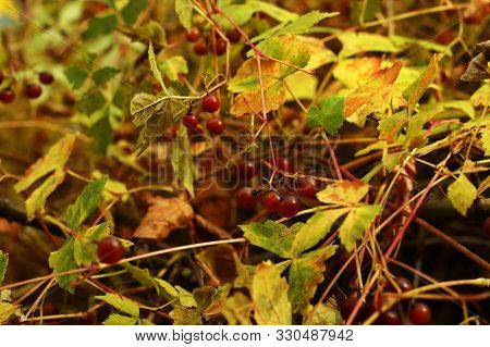 Ripe Red Berries Of Barberry On Branch Close-up. Fructiferous Shrub