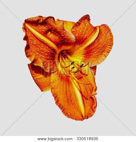 Red-yellow Daylily Flower With Dew Drops. Isolate On A White Background. Close-up