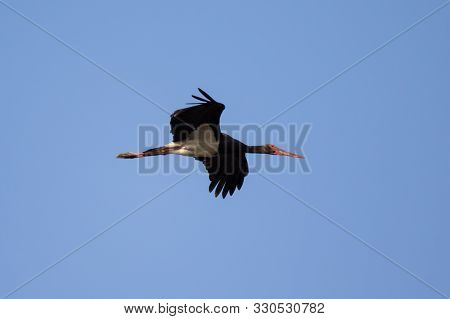 A White-black Colored Bird With A Red Beak Flying In The Blue Sky. Black Stork Above The Danube Rive