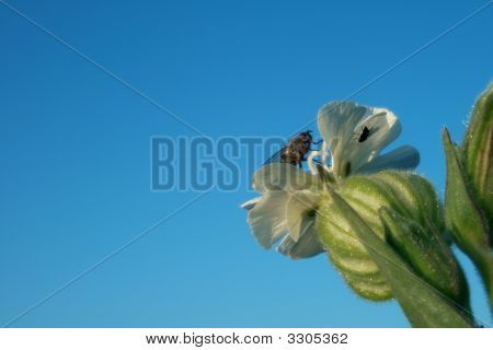 Fluer