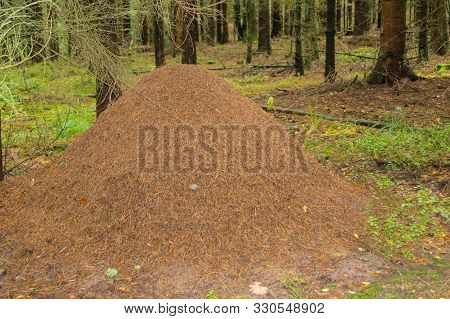 Anthill Of The Red Forest Ants Formica