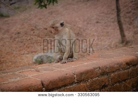Gray Langur Family, The Type Of Monkeys Sitting On The Stone Ground Against Red Bricks Of Jetavanara