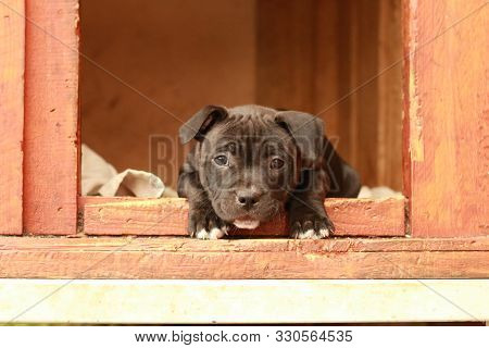 Cute Young 6 Week Old Staffordshire Terrior Pups Playing In Their Family Backyard, Having Fun With T