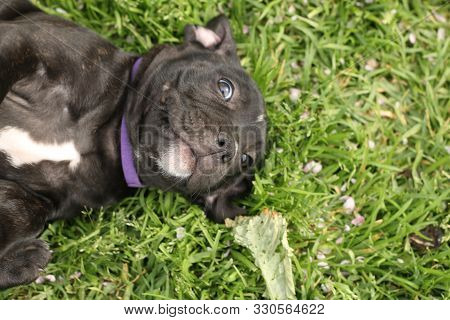 Cute Young 6 Week Old Staffordshire Terrior Pups Playing In Their Family Backyard, Having Fun With T