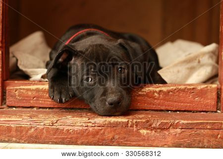 Cute Young 6 Week Old Staffordshire Terrior Pups Playing In Their Family Backyard, Sleeping And Rest