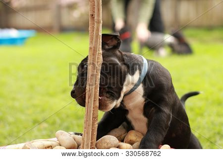 Cute Young 6 Week Old Staffordshire Terrior Pups Playing In Their Family Backyard, Having Fun With T