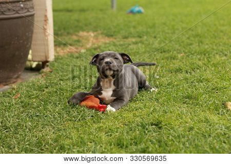 Cute Young 6 Week Old Staffordshire Terrior Pups Playing In Their Family Backyard, Having Fun With T