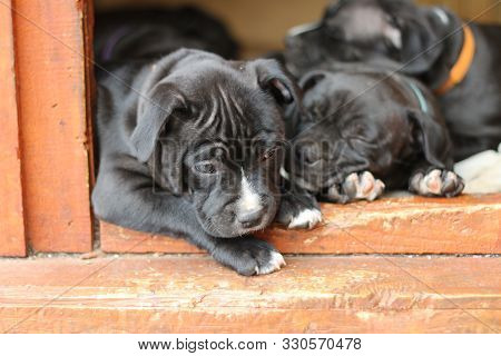 Cute Young 6 Week Old Staffordshire Terrior Pups Playing In Their Family Backyard, Having Fun With T