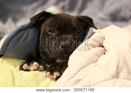 Cute Young 6 Week Old Staffordshire Terrior Pups Playing In Their Family Backyard, Sleeping And Rest