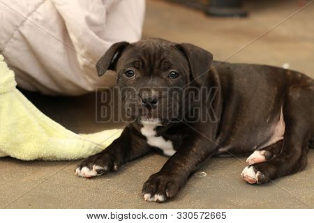 Cute Young 6 Week Old Staffordshire Terrior Pups Playing In Their Family Backyard, Having Fun With T