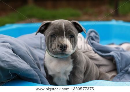 Cute Young 6 Week Old Staffordshire Terrior Pups Playing In Their Family Backyard, Having Fun With T