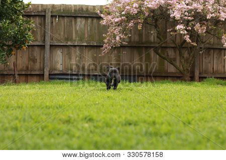 Cute Young 6 Week Old Staffordshire Terrior Pups Playing In Their Family Backyard, Having Fun With T