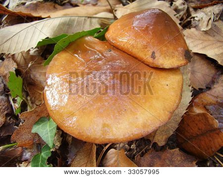 Coppia di Jack scivoloso funghi