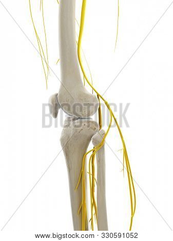 3d rendered medically accurate illustration of the nerves of the knee