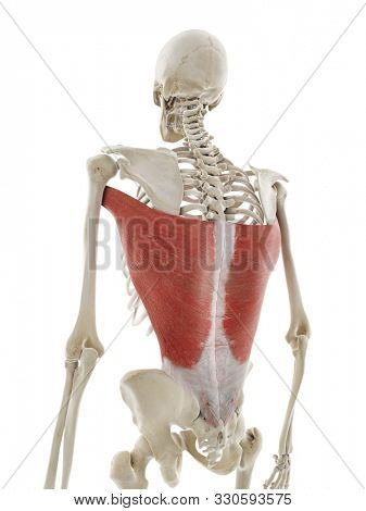 3d rendered medically accurate illustration of the latissimus dorsi