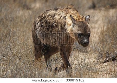 Spotted Hyena (crocuta Crocuta) Walking On Patrol In The Kalahari Desert. Dry Grass And Red Sand In 