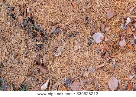 Natural Texture Of Dry Larch Needles And Old Leaves On The Ground In The Fall. A Lot Of Brown Leaves
