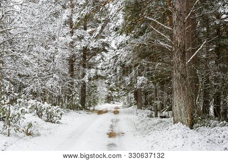 First Snowfall In The Pine Forest In The Innerdalen ( Innset) Norway