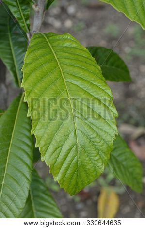 Japanese Medlar Leaves - Latin Name - Eriobotrya Japonica