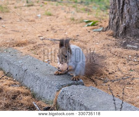 In Autumn, In The Old City Park, A Squirrel Sits On A Stone Curb And Gnaws A Nut, Holding It With It