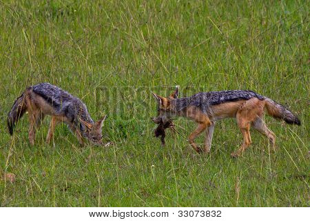 Two Vulpes chamas