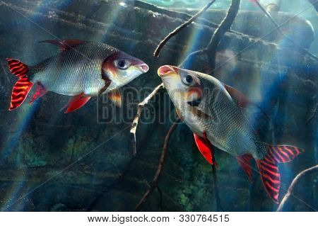 Two Fish Flagtail Characin (semaprochilodus Taeniurus Or Silver Prochilodus)  Swimming In Water And 