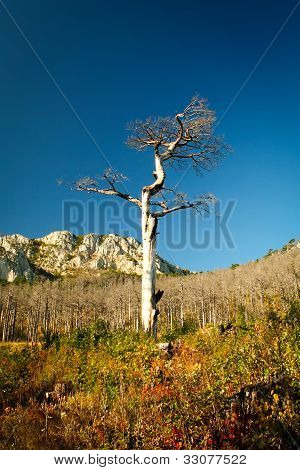 Dead Tree Landscape