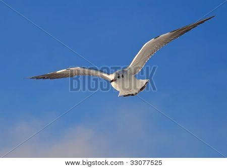 Soaring Gull