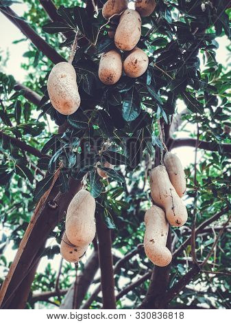 Unusual African Sausage Tree With Sausage-like Fruits That Hang Down From The Limbs On Long Rope Lik