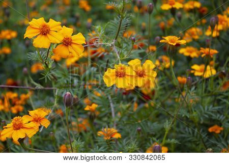 Field Of High Orange Tagetes Marigold Flowers