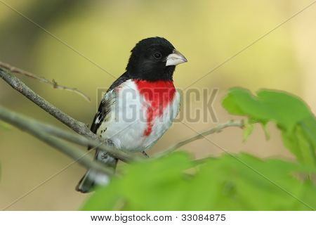 MÃ¤nnchen stieg breasted KernbeiÃŸer