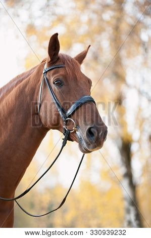 Portrait Of Graceful Thoroughbred Red Horse On Sunny Yellow Autumn Leaves Background. Multicolored V