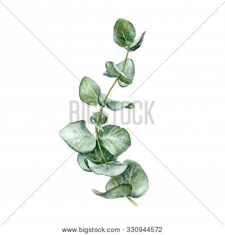 Eucaliptos Leaf Watercolor Isolated On White Background