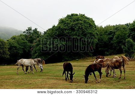 Herd Of Horses In A National Park On Mount Daiti In Tirana