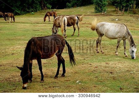 Herd Of Horses In A National Park On Mount Daiti In Tirana