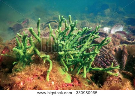 Freshwater Sponge (spongilla Lacustris) Spongillidae Freshwater Underwater